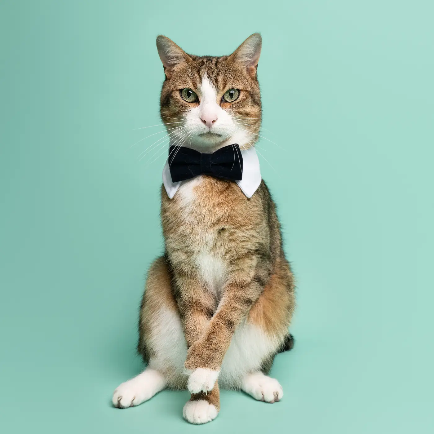 Delphine-Chevallier-photographe-chat-le-mans-sarthe