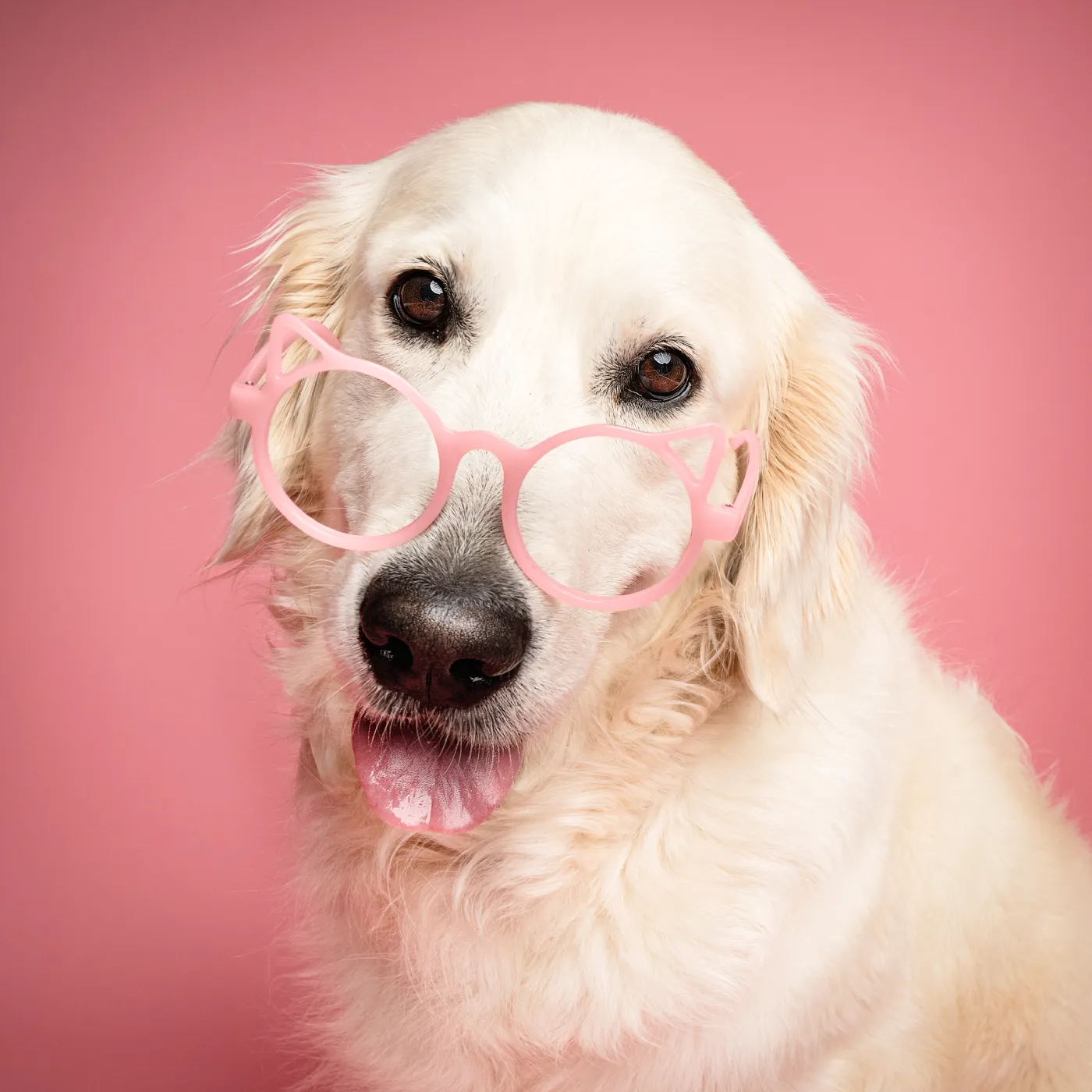 photo studio chien le mans sarthe