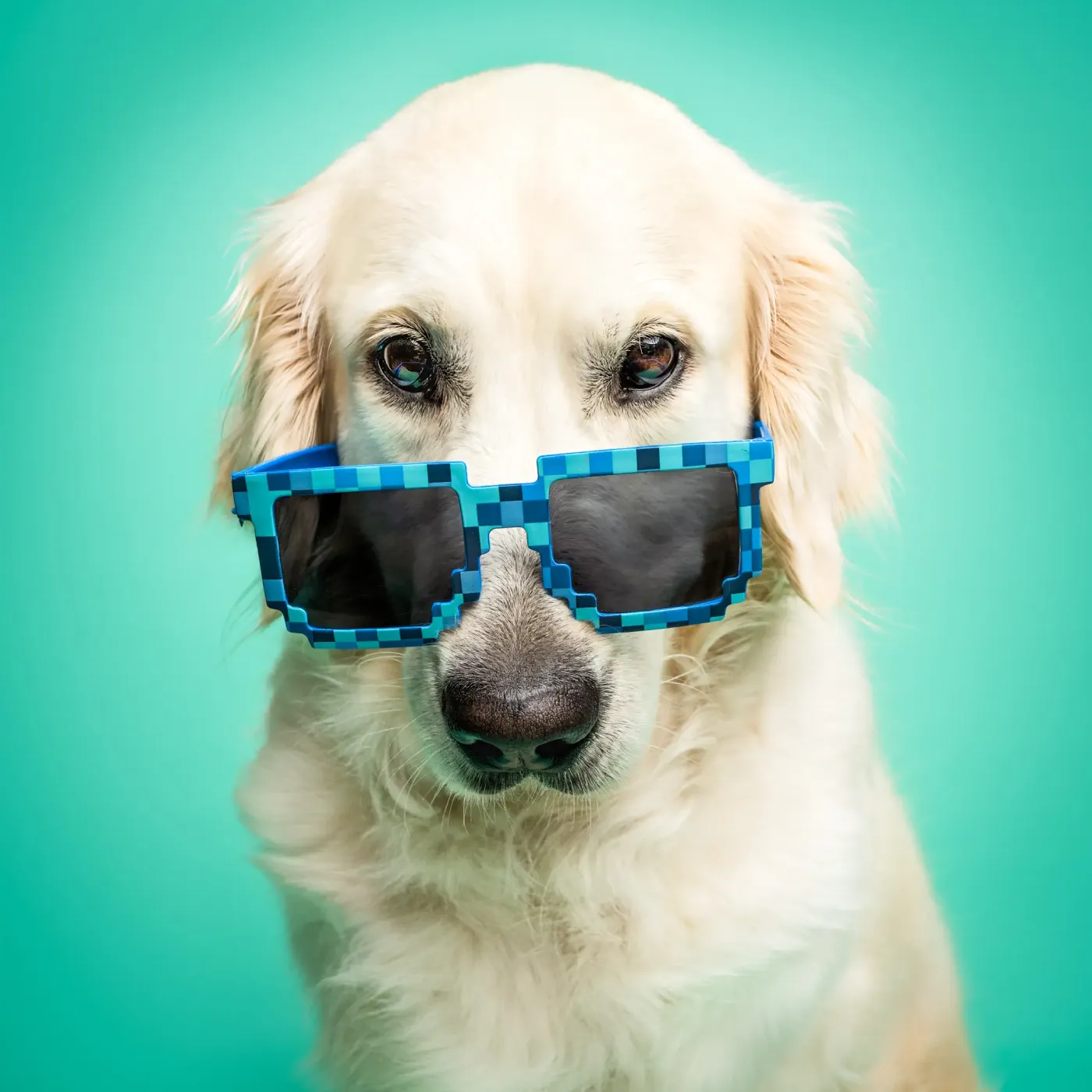 photographe chien le mans 72 photographe studio chiens le mans