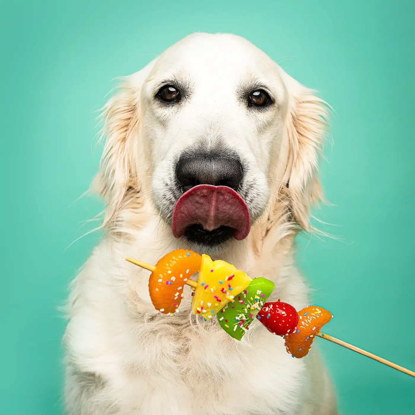 photographe chien le mans