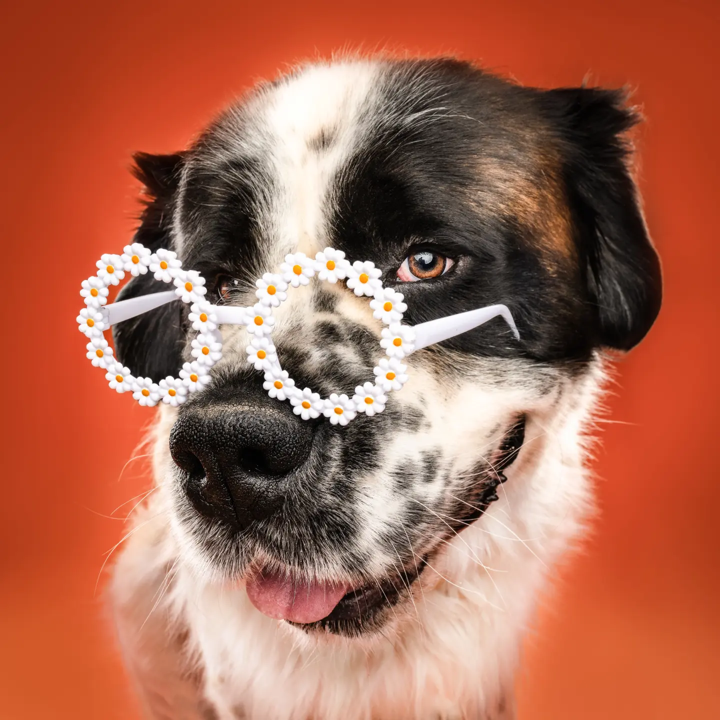 animalls studio chien sarthe animalls studio photo chien saint bernard en sarthe