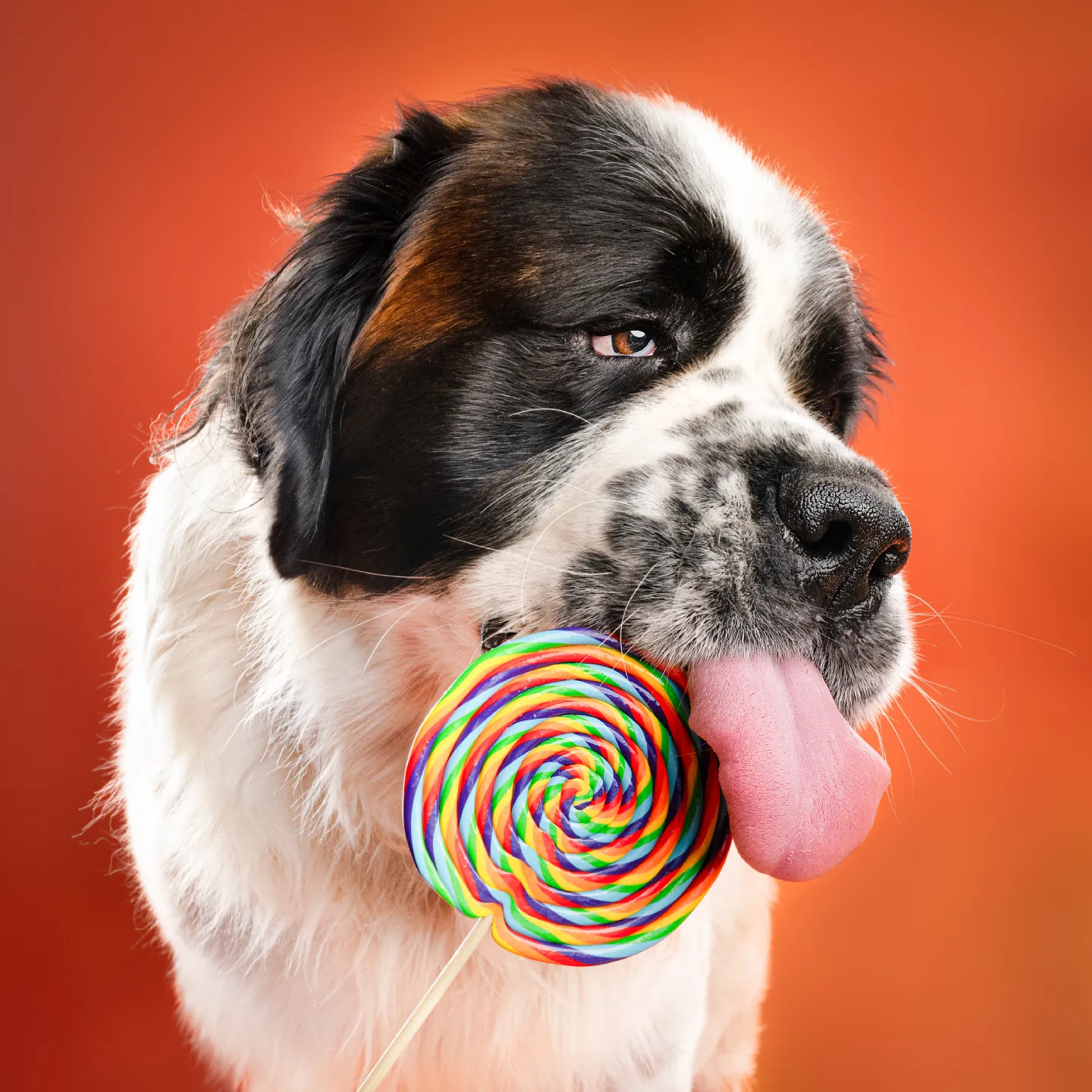 photo chien saint bernard avec sucettes le mans
