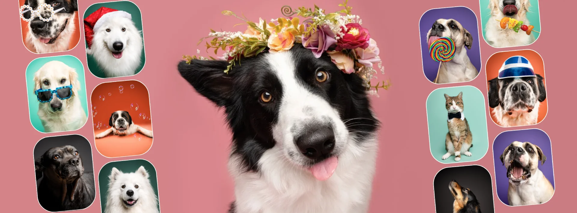 Animalls photographe chien en studio au mans et dans la sarthe photographe chien en studio au mans et dans la sarthe