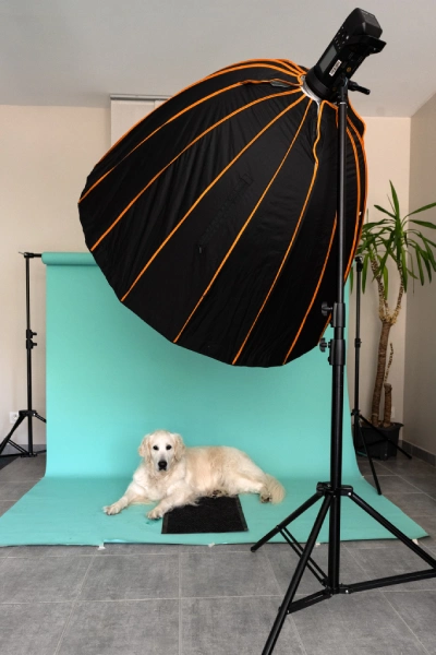 studio shooting photo chien au mans sarthe