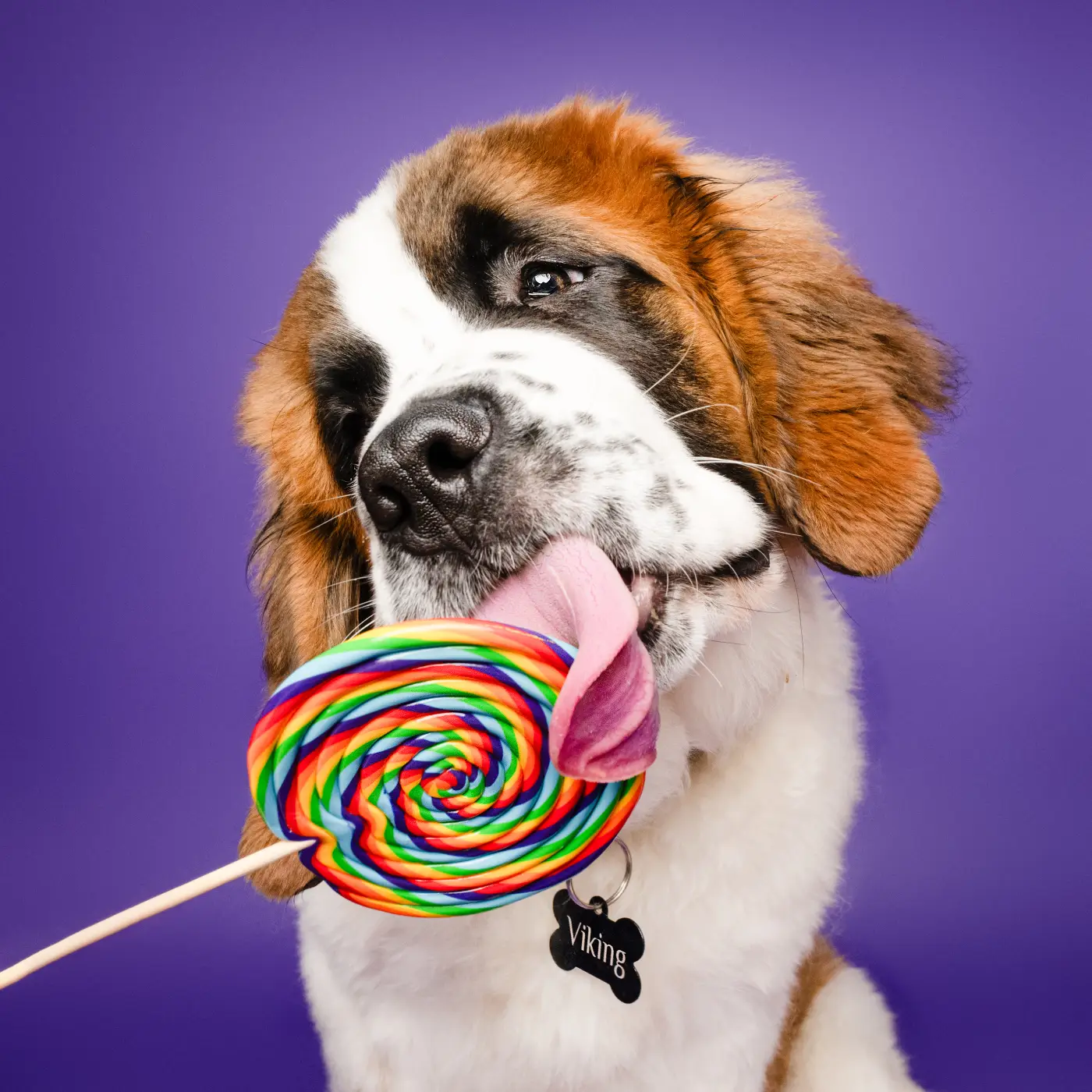 shooting chien studio sarthe saint bernard avec sucette shooting chien studio sarthe saint bernard avec sucette